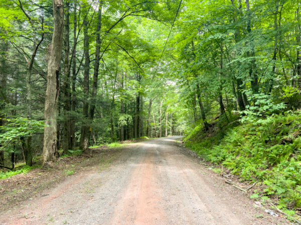 Dirt road to Ticklish Rock surrounded by green trees.