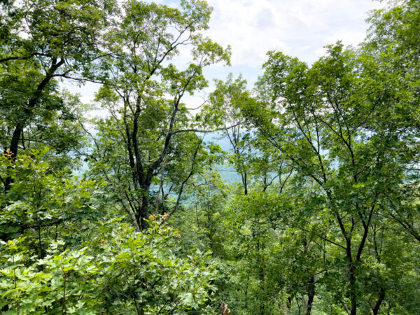 Overgrown view from Ticklish Rock in the Endless Mountains of Pennsylvania