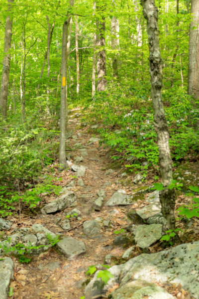 Rocks on the Tunnel Trail in Big Spring State Park in Pennsylvania