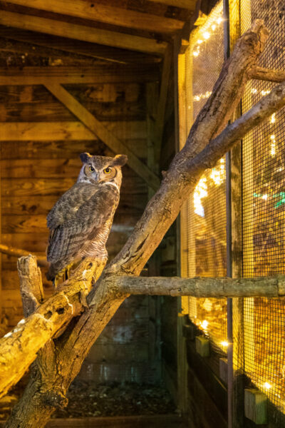 Barn Owl in a cage next to Christmas lights at Refreshing Mountain in PA