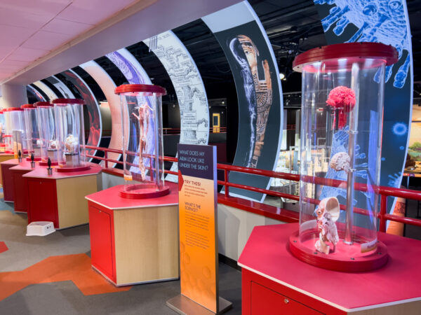 Interactive displays at the BodyWorks exhibit at the Carnegie Science Center in Pittsburgh, PA