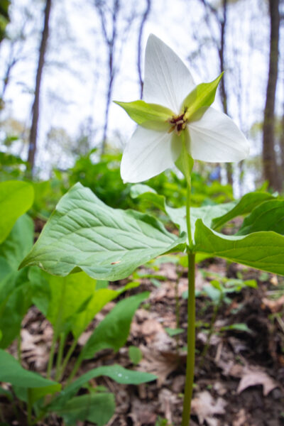 A white trillium along the Trillium Trail near Pittsburgh, PA