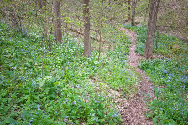 A trail lined with flowers at the Trillium Trail near Pittsburgh PA