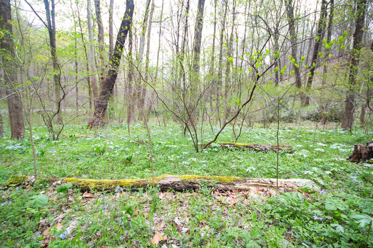 Spring flowers along the Trillium Trail near Pittsburgh PA