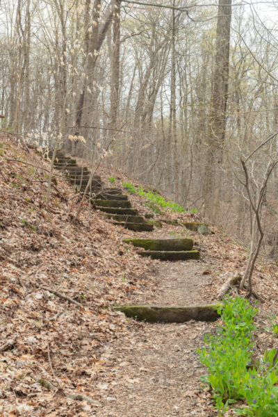 Stairs along the Falls Trail at the Trillium Trail in Fox Chase PA