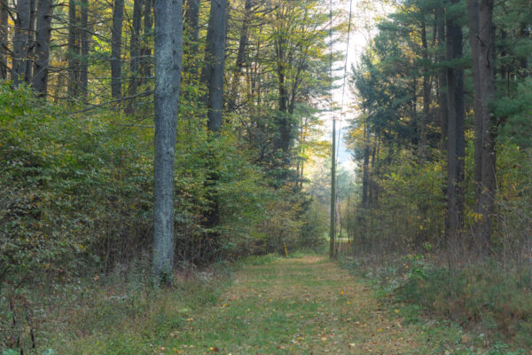 Snowmobile Trail passing through the woods of Sizerville State Park in Potter County PA
