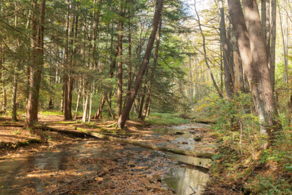 Creek flowing next to the Bottomlands Trail in Sizerville State Park near Emporium, PA