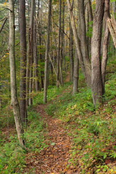 Bottomlands Trail passing through the woods of Sizerville State Park in Cameron County Pennsylvania