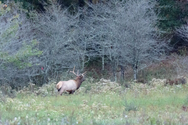 A bull elk seen in a field at the Hicks Wildlife Viewing Area in Cameron County PA