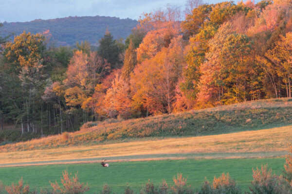 An elk at sunset resting as seen from the Winslow Hill Elk Viewing Area in Benezette PA