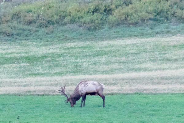 An elk grazes near the Dents Run Viewing Area in Elk County Pennsylvania