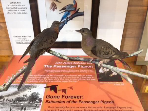 Taxidermied passenger pigeons on display in the visitor center at Hawk Mountain Sanctuary in eastern PA