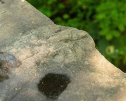 Finding the Hidden Dinosaur Footprints on the Gettysburg Battlefield