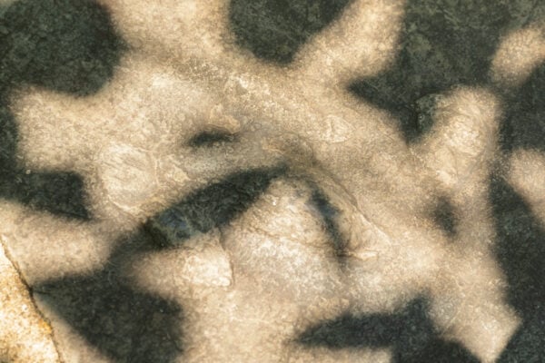 A dinosaur footprint in dappled shade on the Gettysburg Battlefield