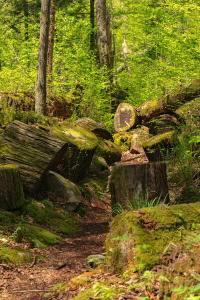 Massive hemlocks along the Swift Run Trail in Bald Eagle State Forest in PA