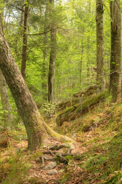 The Swift Run Trail running through the Snyder-Middleswarth Natural Area in Snyder County Pennsylvania