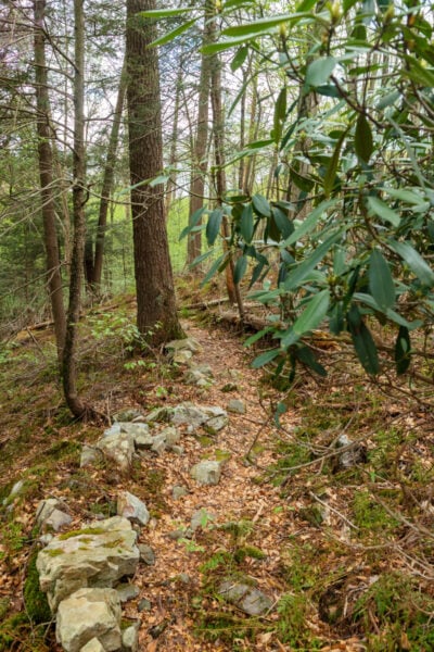 The wooded Hemlocks Trail in the Snyder-Middleswarth Natural Area