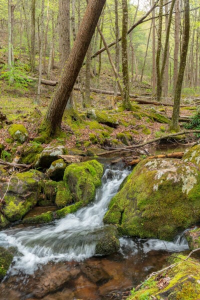 Small waterfall surrounded by trees and moss covered rocks in the Snyder-Middleswarth Natural Area of Snder County, PA.