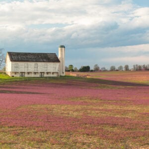 Sunset Over a Cumberland Valley Flower Field