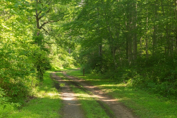 Dirt tracks running through the woods along the River Trail Loop in Warriors Path State Park.