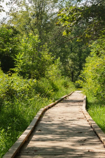 A boardwalk surrounded by trees as part of the River Trail Loop in Warriors Path State Park in Bedford County PA