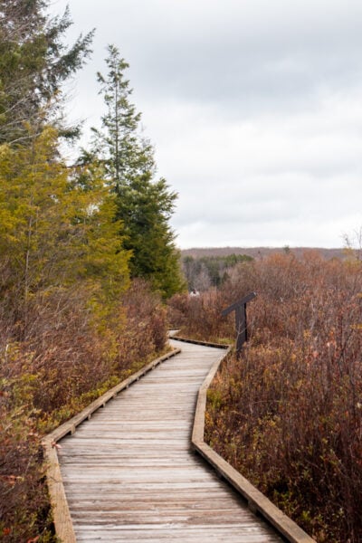 Boardwalk for the bog trail passes by tall plants