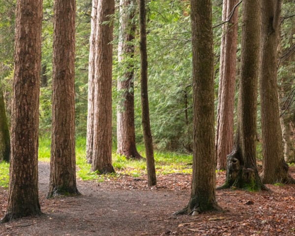 Strand of trees at the trailhead for the Bog Trail in Black Moshannon State Park near State College PA