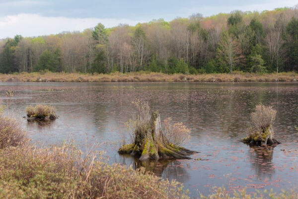 Stump in the middle of the lake in Black Moshannon State Park near Philipsburg Pennsylvania