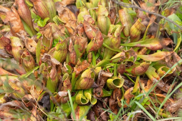 Looking down on a carnivorous pitcher plant along the Bog Trail in Black Moshannon State Park in Centre County PA
