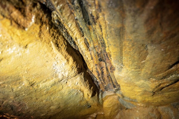 Ancient fossils in the ceiling of the Brooks Mine in Scranton Pennsylvania