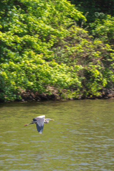 Heron flying along the shores of Lake Arthur in Moraine State Park.