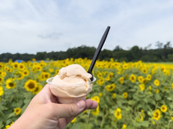 Hand holding ice cream in front of a sunflower field at September Farm in Honey Brook PA