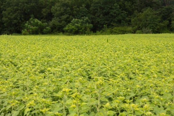 Field of unbloomed sunflowers at September Farm in Honey Brook PA