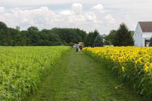 People walking on a grassy path surrounded by sunflowers at September Farms in Chester County Pennsylvania