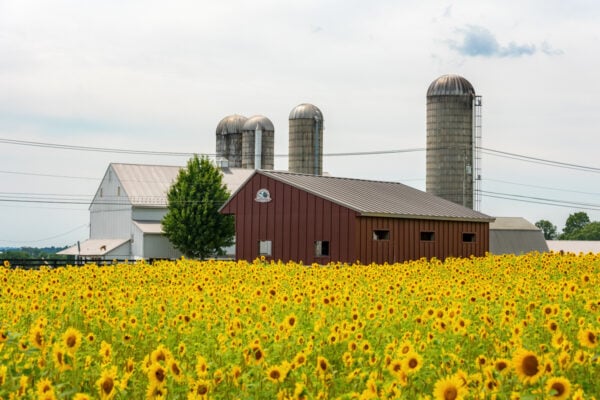 A barn behind a field of sunflowers at September Farm in Honey Brook, PA