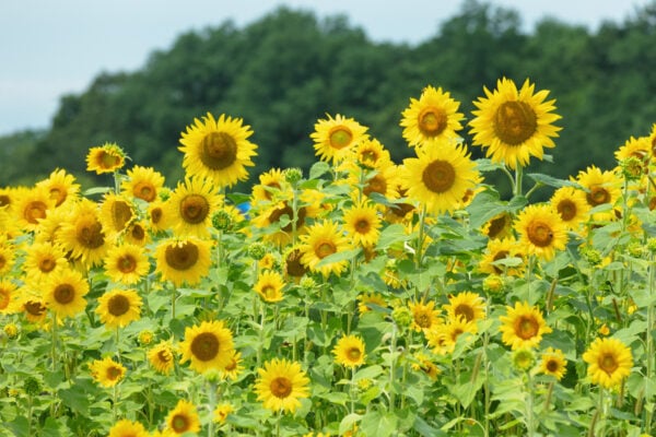 Sunflowers at September Farm in Chester County, Pennsylvania