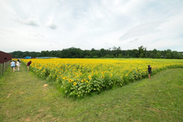 A field of sunflowers with people in it at September Farm in Chester County PA