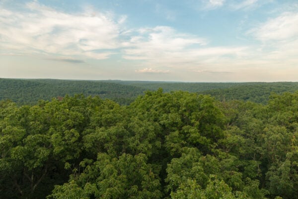 Looking out over treetops from the top of the Cook Forest Fire Tower in Clarion County PA