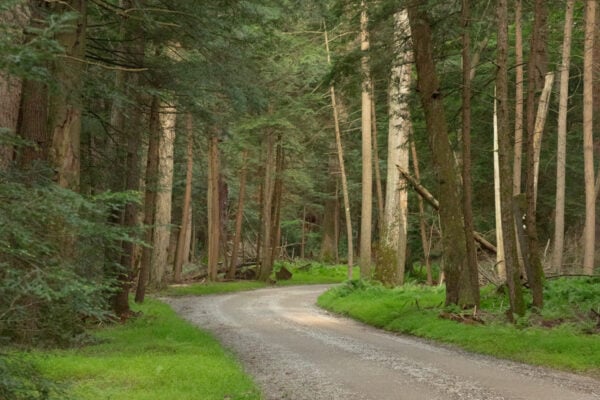 Trees surrounding Fire Tower Road in Cook Forest State Park in Clarion County, Pennsylvania