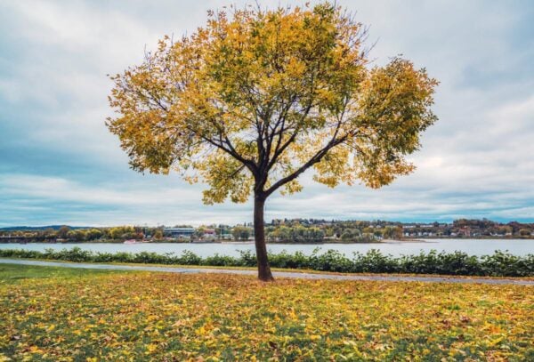 An autumn tree in Riverfront Park in Harrisburg PA