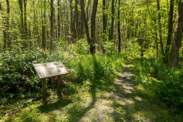 Wooded trailhead for the Fishermans Path in Gallitzin State Forest with a sign next to it.