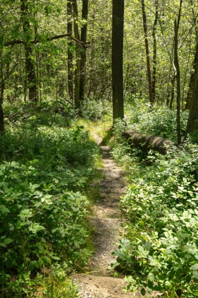 Narrow Fishermans Path through Gallitzin State Forest near Johnstown PA