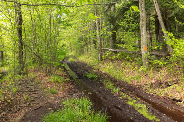 Wet and muddy John P Saylor Trail in the woods of Somerset County Pennsylvania