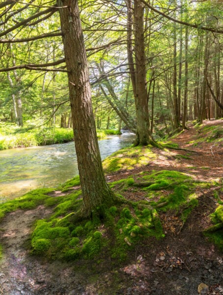 Trees and moss along the bank for Clear Shade Creek in the Clear Shade Wild Area of Pennsylvania