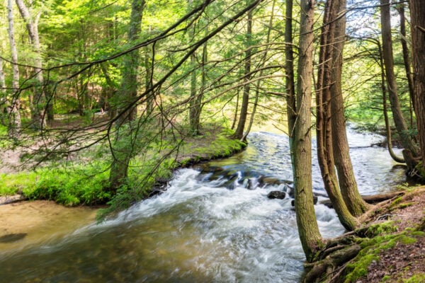 Small waterfall in the woods of Gallitzin State Forest in Somerset County PA