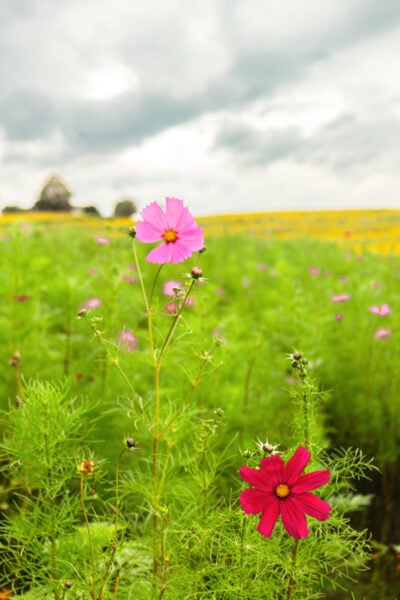 Cosmos flowers in a field at Meadowbrooke Gourds in Cumberland County, PA.