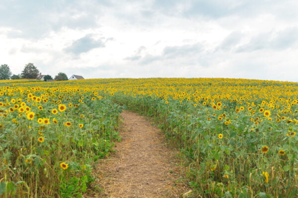Path through a sunflower field at Meadowbrooke Gourds in Carlisle PA