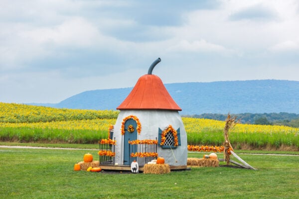 An orange topped gourd cottage at Meadowbrooke Gourds near Carlisle, PA