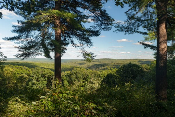 Trees in front of rolling mountains as seen from Pine Hill Summit Vista in the PA Wilds