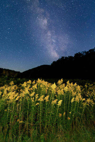 Milky way over a field of flowers in Potter County PA